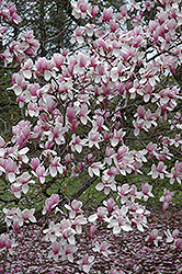 Verbanica Saucer Magnolia (Magnolia x soulangeana 'Verbanica') at Lakeshore Garden Centres