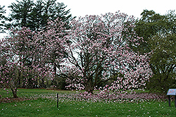 Verbanica Saucer Magnolia (Magnolia x soulangeana 'Verbanica') at A Very Successful Garden Center