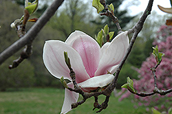 San Jose Saucer Magnolia (Magnolia x soulangeana 'San Jose') at A Very Successful Garden Center