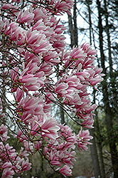 Pink Superba Saucer Magnolia (Magnolia x soulangeana 'Pink Superba') at A Very Successful Garden Center