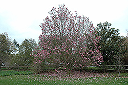 Galaxy Magnolia (Magnolia 'Galaxy') at Stonegate Gardens