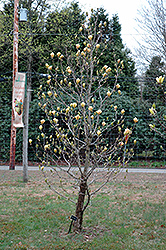 Hot Flash Magnolia (Magnolia 'Hot Flash') at A Very Successful Garden Center