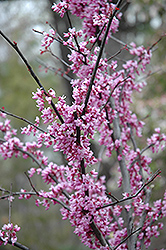 Forest Pansy Redbud (Cercis canadensis 'Forest Pansy') at A Very Successful Garden Center