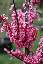 Crosswick's Red Redbud (Cercis canadensis 'Crosswick's Red') at A Very Successful Garden Center