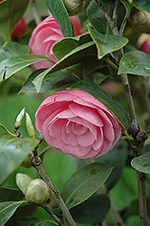Pearl Maxwell Camellia (Camellia japonica 'Pearl Maxwell') at Lakeshore Garden Centres