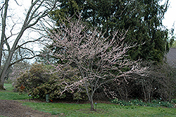 Pauline Lily Redbud (Cercis canadensis 'Pauline Lily') at A Very Successful Garden Center