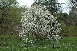 Alba Superba Saucer Magnolia (Magnolia x soulangeana 'Alba Superba') at Stonegate Gardens