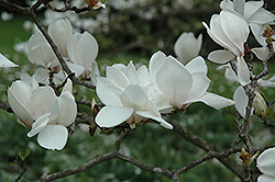 Alba Superba Saucer Magnolia (Magnolia x soulangeana 'Alba Superba') at A Very Successful Garden Center