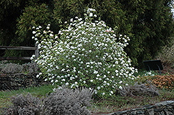 Koreanspice Viburnum (Viburnum carlesii) at A Very Successful Garden Center