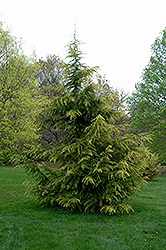 Gold Cone Deodar Cedar (Cedrus deodara 'Gold Cone') at A Very Successful Garden Center