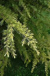 Gold Cone Deodar Cedar (Cedrus deodara 'Gold Cone') at Lakeshore Garden Centres