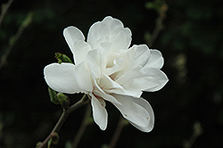 White Rose Magnolia (Magnolia x loebneri 'White Rose') at A Very Successful Garden Center