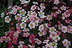 Highlander Rose Shades Saxifrage (Saxifraga x arendsii 'Highlander Rose Shades') at A Very Successful Garden Center