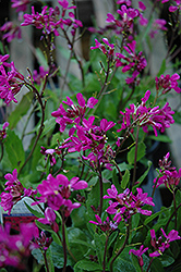 Rose Rock Cress (Arabis blepharophylla) at A Very Successful Garden Center