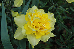 Full House Daffodil (Narcissus 'Full House') at Stonegate Gardens