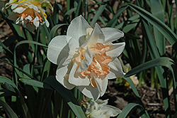 Roseworthy Daffodil (Narcissus 'Roseworthy') at Stonegate Gardens