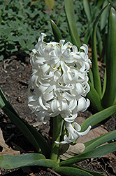 White Pearl Hyacinth (Hyacinthus orientalis 'White Pearl') at A Very Successful Garden Center