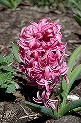 Pink Pearl Hyacinth (Hyacinthus orientalis 'Pink Pearl') at A Very Successful Garden Center