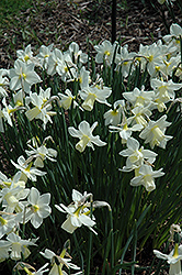 Curlew Daffodil (Narcissus 'Curlew') at A Very Successful Garden Center
