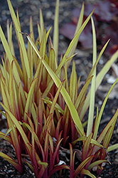 Regal Charm Spiderwort (Tradescantia x andersoniana 'Regal Charm') at Lakeshore Garden Centres
