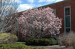 Saucer Magnolia (Magnolia x soulangeana) at A Very Successful Garden Center