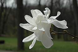 Spring Welcome Magnolia (Magnolia x loebneri 'Ruth') at A Very Successful Garden Center