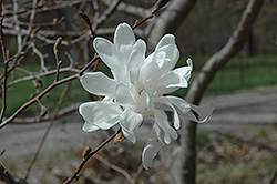Spring Snow Magnolia (Magnolia x loebneri 'Spring Snow') at Lakeshore Garden Centres