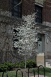 Spring Glory Serviceberry (Amelanchier canadensis 'Spring Glory') at Lakeshore Garden Centres