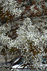 Spring Flurry Serviceberry (Amelanchier laevis 'JFS-Arb') at Lakeshore Garden Centres