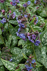 High Contrast Lungwort (Pulmonaria 'High Contrast') at Stonegate Gardens