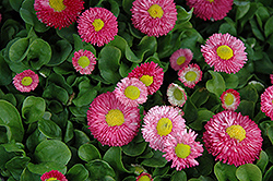 Speedstar Pink English Daisy (Bellis perennis 'Speedstar Pink') at A Very Successful Garden Center