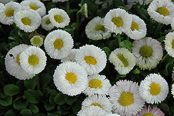 Speedstar White English Daisy (Bellis perennis 'Speedstar White') at A Very Successful Garden Center