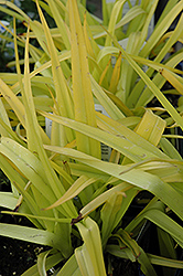 Sunshine Charm Spiderwort (Tradescantia 'Sunshine Charm') at Stonegate Gardens