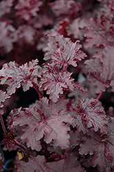 Blackberry Crisp Coral Bells (Heuchera 'Blackberry Crisp') at A Very Successful Garden Center