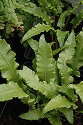 Crested Hart's Tongue Fern (Phyllitis scolopendrium 'Cristata') at Lakeshore Garden Centres