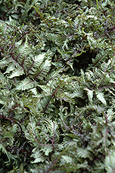 Applecourt Painted Fern (Athyrium nipponicum 'Applecourt') at Lakeshore Garden Centres