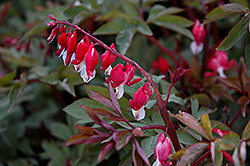 Valentine Bleeding Heart (Dicentra spectabilis 'Hordival') at The Mustard Seed