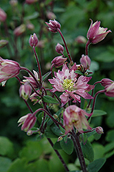 Clementine Rose Columbine (Aquilegia vulgaris 'Clementine Rose') at A Very Successful Garden Center