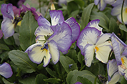 Blue Moon Pansy (Viola 'Blue Moon') at A Very Successful Garden Center