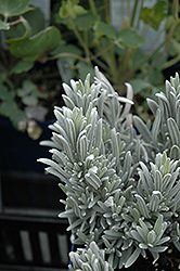 Silver Mist Lavender (Lavandula angustifolia 'Silver Mist') at Stonegate Gardens