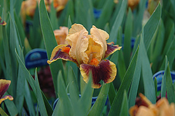 Icon Iris (Iris 'Icon') at A Very Successful Garden Center