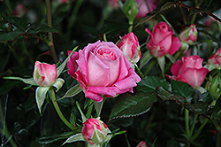 Candy Sunblaze Rose (Rosa 'Meidanclar') at Lakeshore Garden Centres
