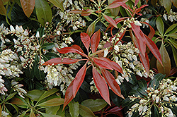 Scarlet O'Hara Japanese Pieris (Pieris japonica 'Scarlet O'Hara') at A Very Successful Garden Center