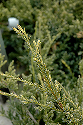 Dream Joy Juniper (Juniperus squamata 'Dream Joy') at A Very Successful Garden Center