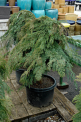 Russian Cypress (tree form) (Microbiota decussata '(tree form)') at A Very Successful Garden Center