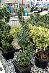 Green Mountain Boxwood (spiral form) (Buxus 'Green Mountain (spiral)') at The Mustard Seed