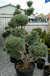 Watereri Scotch Pine (pom pom) (Pinus sylvestris 'Watereri (pom pom)') at Lakeshore Garden Centres