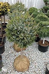 Dwarf Serbian Spruce (tree form) (Picea omorika 'Nana (tree form)') at Stonegate Gardens