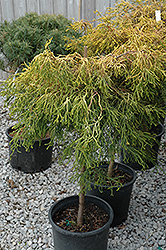 Lemon Twist Hinoki Falsecypress (tree form) (Chamaecyparis obtusa 'Lemon Twist (tree form)') at A Very Successful Garden Center