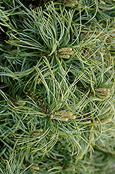 Kurly Top White Pine (Pinus strobus 'Kurly Top') at A Very Successful Garden Center